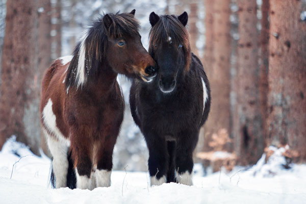 Zwei Islandpferde beschnuppern sich
